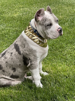Cuban Gold Collar - Bad MoFo Dogsproduct_name 16" - Cuban Chain | Bad MoFo Dogs