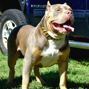 Cuban Gold Collar - Bad MoFo Dogsproduct_name 16" - Cuban Chain | Bad MoFo Dogs