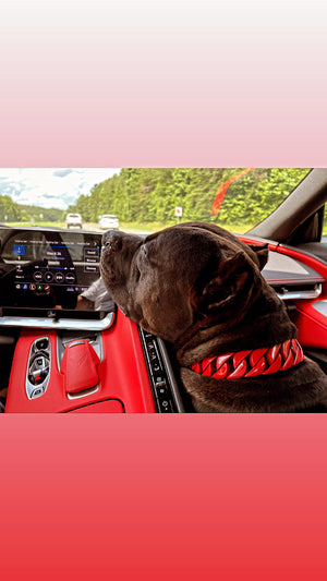 Cuban Red Collar