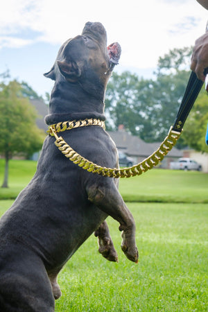 Cuban Gold Leash