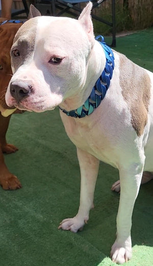 Cuban Blue Collar - Bad MoFo Dogsproduct_name 16" - Cuban Chain | Bad MoFo Dogs