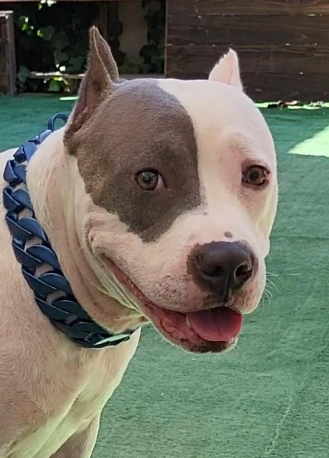 Cuban Blue Collar - Bad MoFo Dogsproduct_name 16" - Cuban Chain | Bad MoFo Dogs