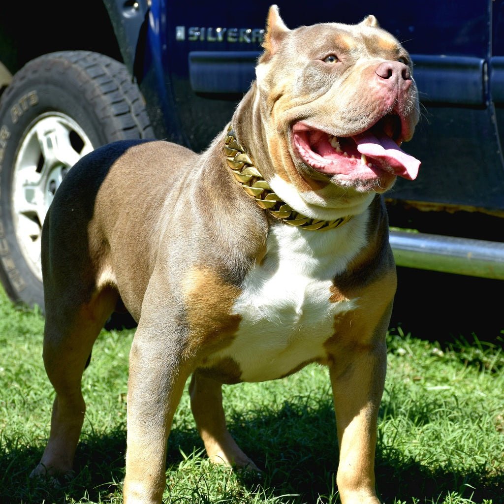 Cuban Gold Collar - Bad MoFo Dogsproduct_name 16" - Cuban Chain | Bad MoFo Dogs