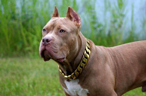 Cuban Gold Collar - Bad MoFo Dogsproduct_name 16" - Cuban Chain | Bad MoFo Dogs
