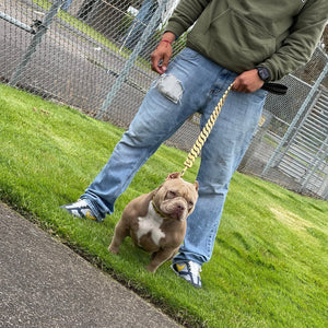 Cuban Gold Leash - Bad MoFo Dogsproduct_name - Cuban Leash | Bad MoFo Dogs