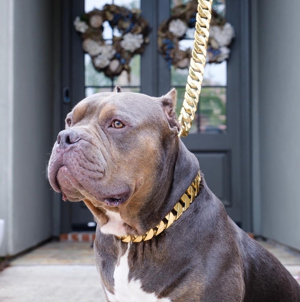 Cuban Gold Leash - Bad MoFo Dogsproduct_name - Cuban Leash | Bad MoFo Dogs