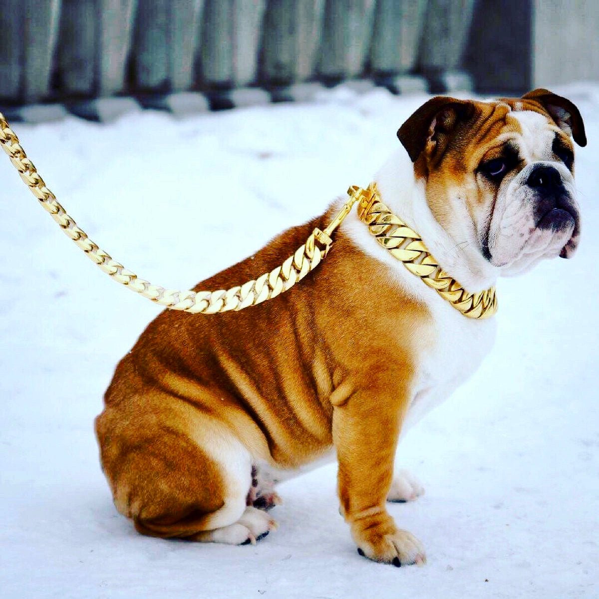 Cuban Gold Leash - Bad MoFo Dogsproduct_name - Cuban Leash | Bad MoFo Dogs