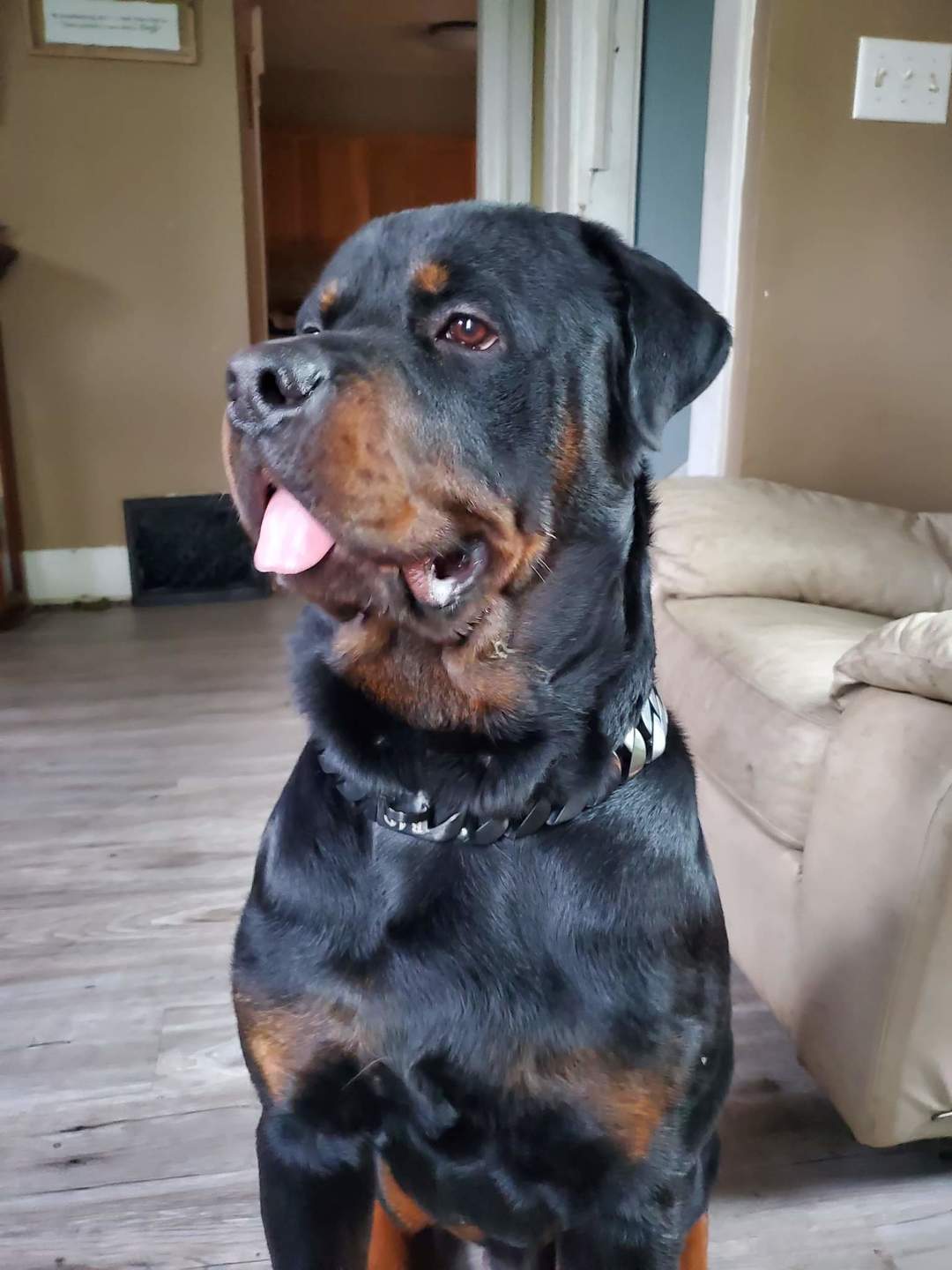 Cuban Matte Black - Bad MoFo Dogsproduct_name 16" - Cuban Chain | Bad MoFo Dogs