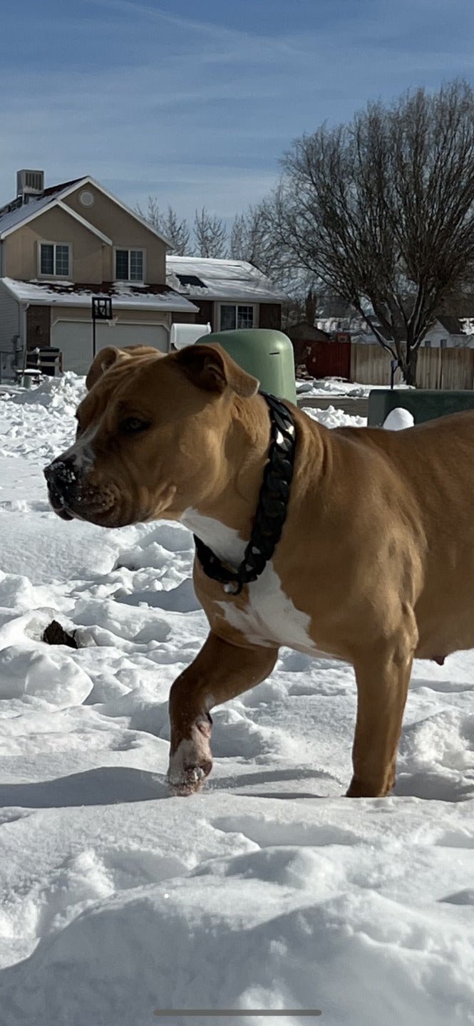 Cuban Matte Black - Bad MoFo Dogsproduct_name 16" - Cuban Chain | Bad MoFo Dogs