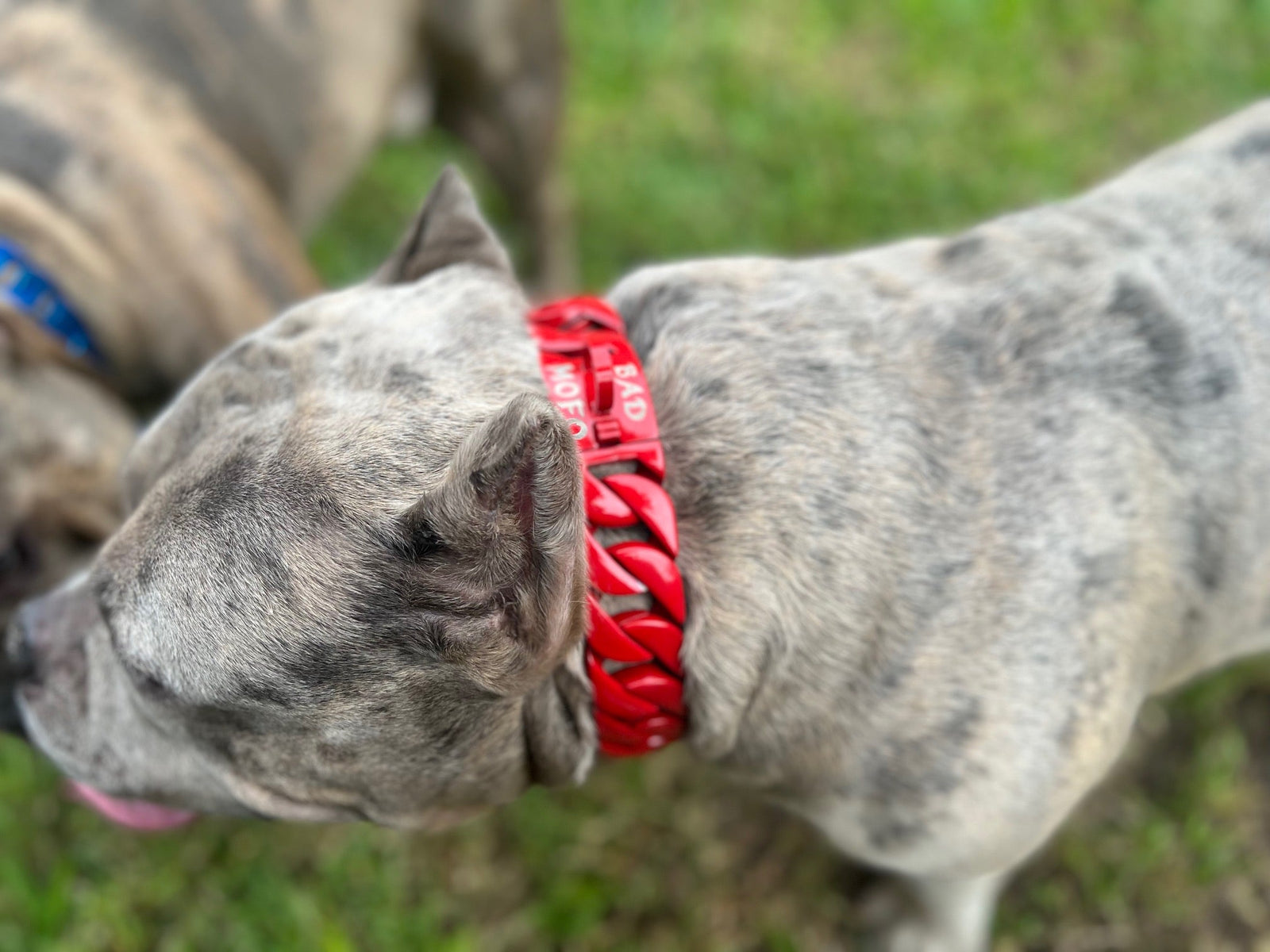 Cuban Red Collar - Bad MoFo Dogsproduct_name 16" - Cuban Chain | Bad MoFo Dogs