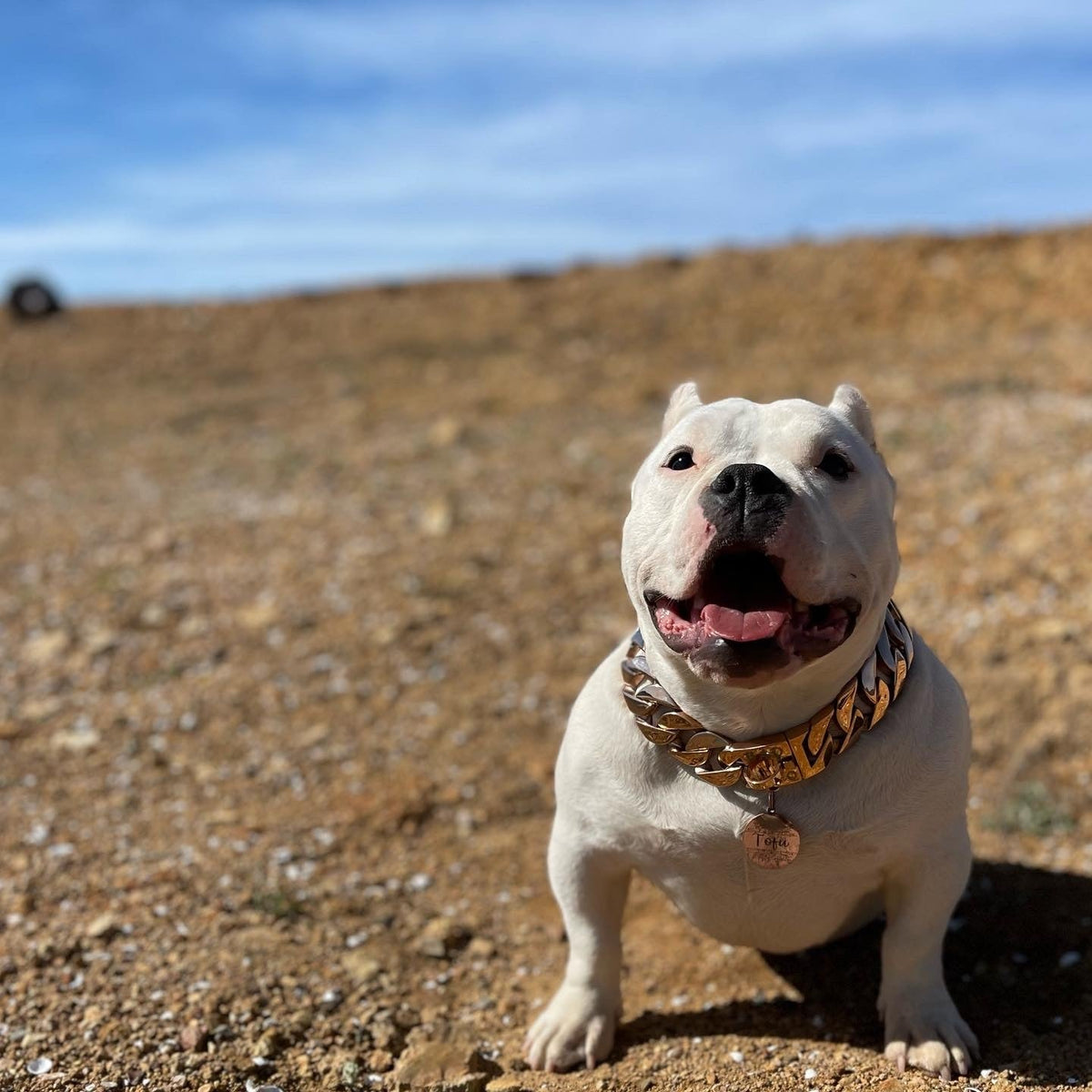 Cuban Rose Collar - Bad MoFo Dogsproduct_name 16” - | Bad MoFo Dogs