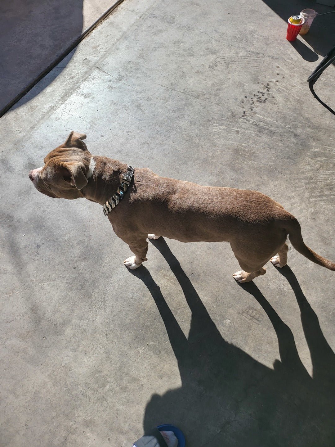 Cuban Silver Collar - Bad MoFo Dogsproduct_name 16" - Cuban Chain | Bad MoFo Dogs