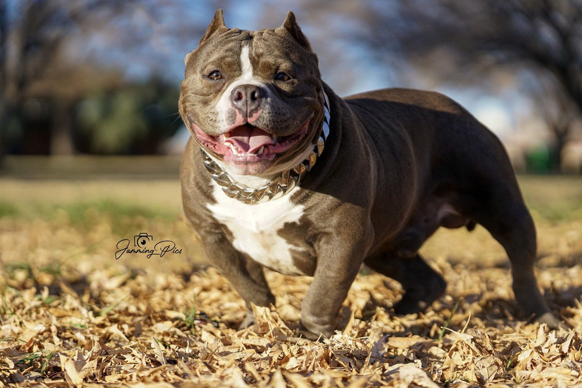 Cuban Silver Collar - Bad MoFo Dogsproduct_name 16" - Cuban Chain | Bad MoFo Dogs