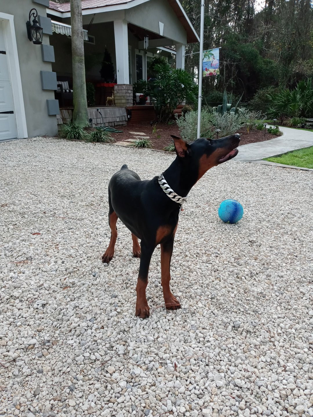 Cuban Silver Collar - Bad MoFo Dogsproduct_name 16" - Cuban Chain | Bad MoFo Dogs