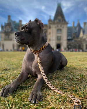 Cuban Rose Collar